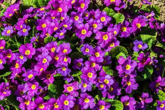 Flores de jardín moradas; al aire libre; un día soleado de primavera