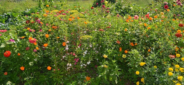 Flores en el jardín de otoño Flor en el jardín de otoño o verano Flores en el fondo del jardín de otoño Plantas anuales y perennes en plena floración