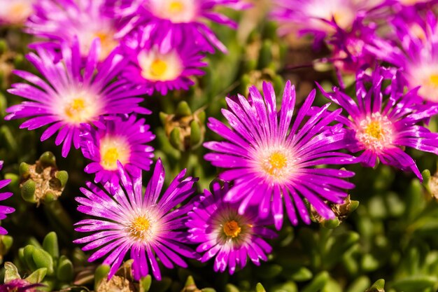 Flores en el jardín a principios de verano.