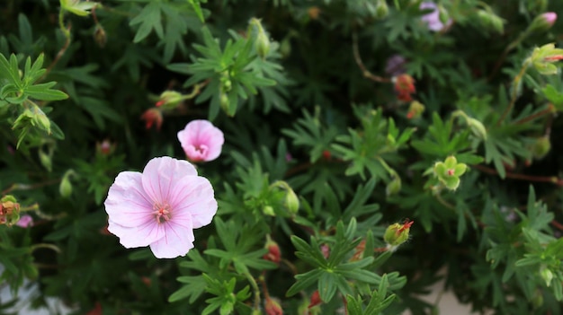 Flores de jardín rosa