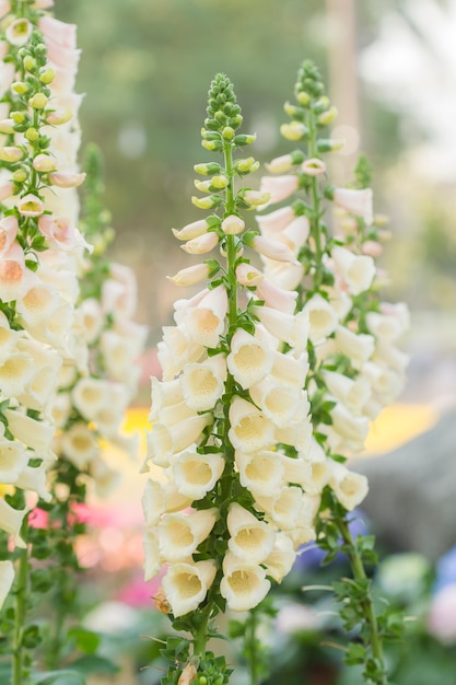 Flores en el jardín, Snapdragon o Antirrhinum majus (Scrophulariaceae)