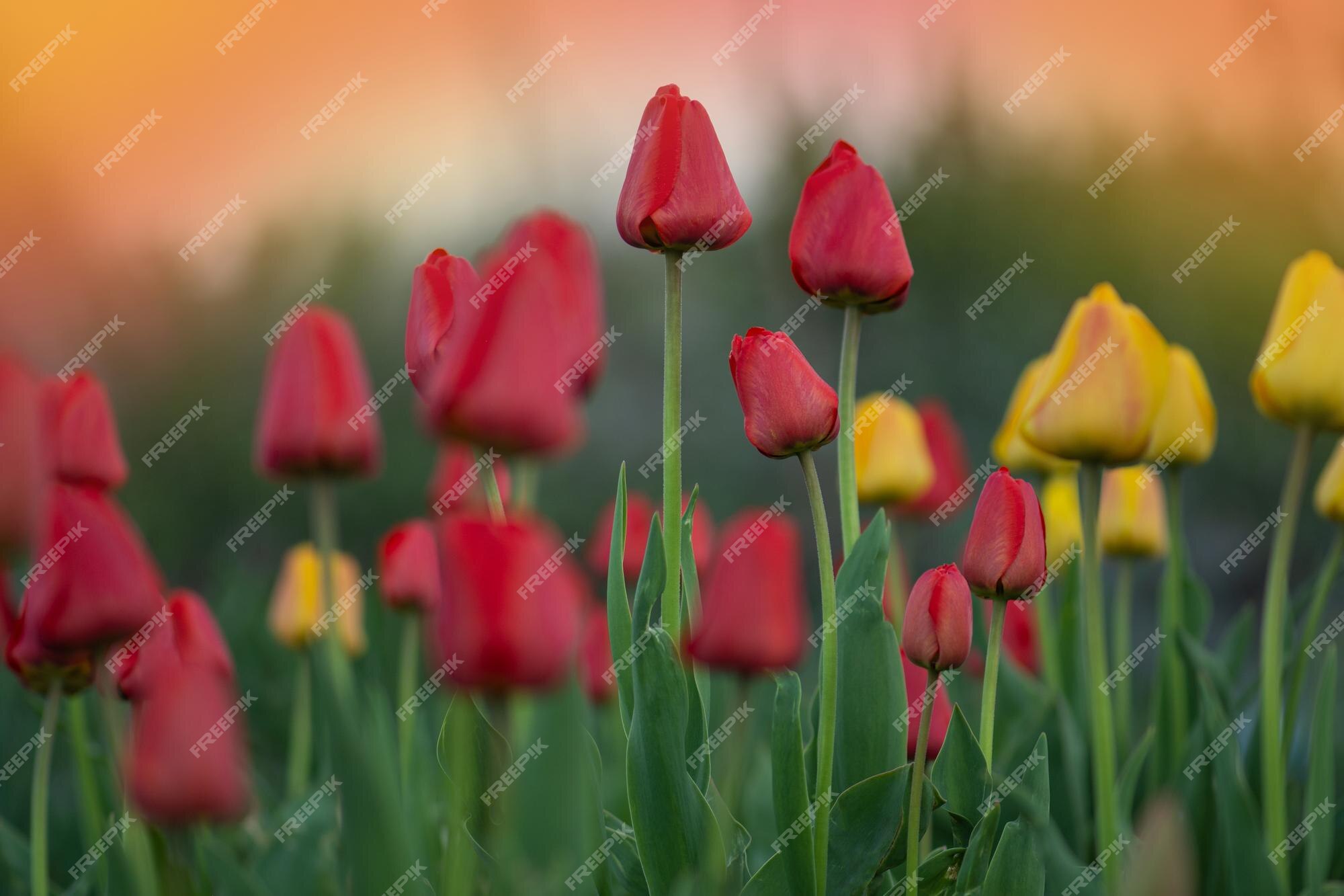 Flores en un jardín soleado lecho de flores en un hermoso día de primavera | Foto Premium Flores en un jardín soleado lecho de flores en un hermoso día de primavera | Foto Premium