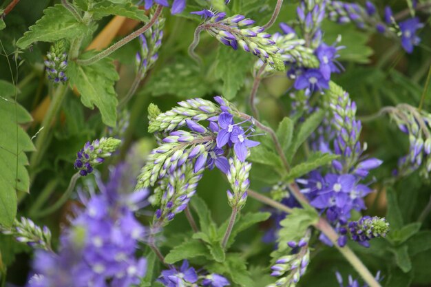 Flores de jardín de verano púrpura