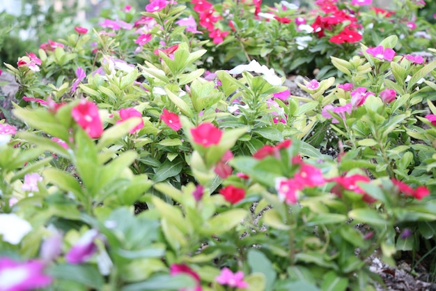 flores en jardin verde