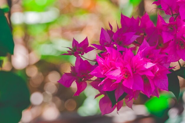 Foto flores en el jardín