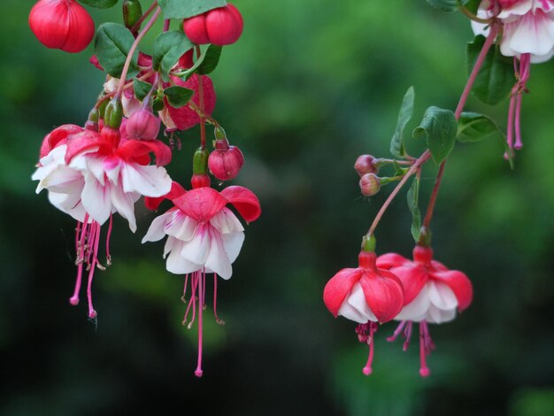 flores en el jardín