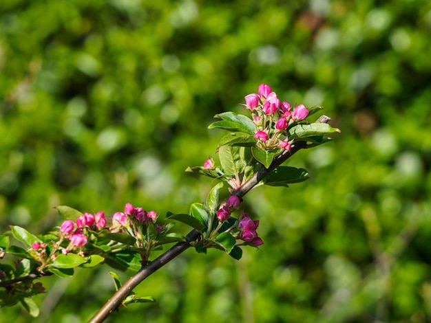 flores en el jardín