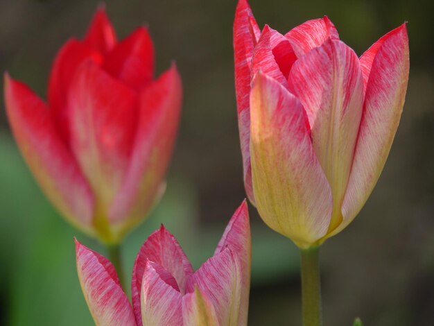 flores en el jardín