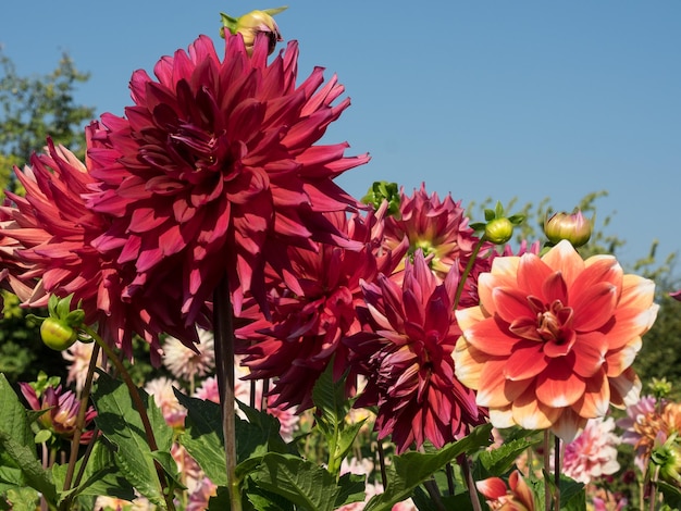 flores en el jardín