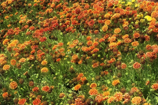 Flores en el Jardín