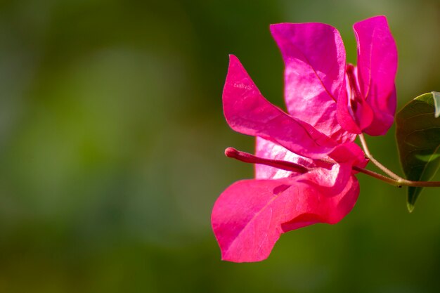 Flores en el jardín.