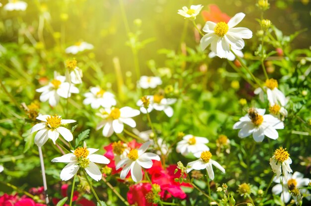 Flores en el jardín