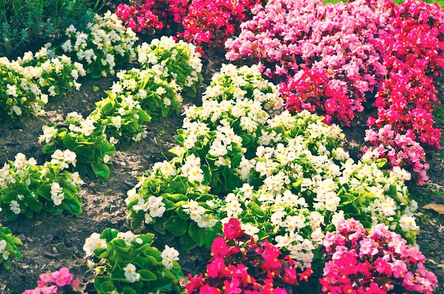 Flores en el jardín