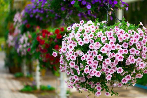 Flores en el jardín.