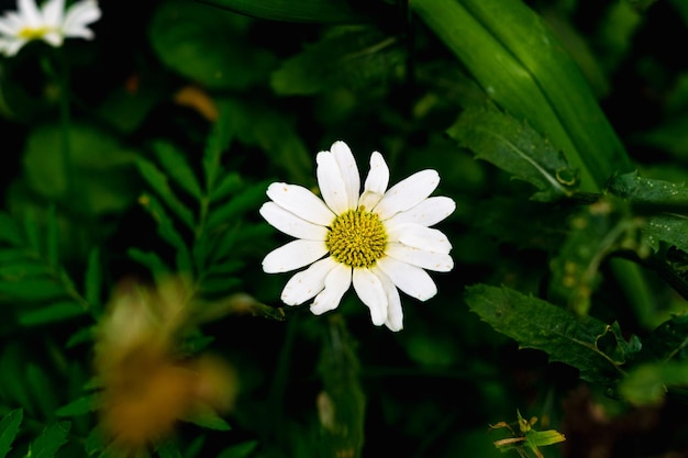 Flores en el Jardín