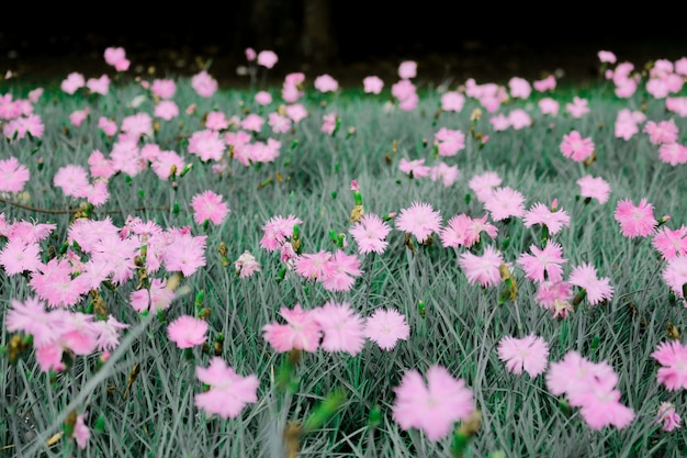 Flores en el jardín