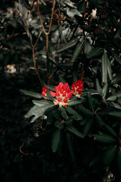 Flores en el Jardín