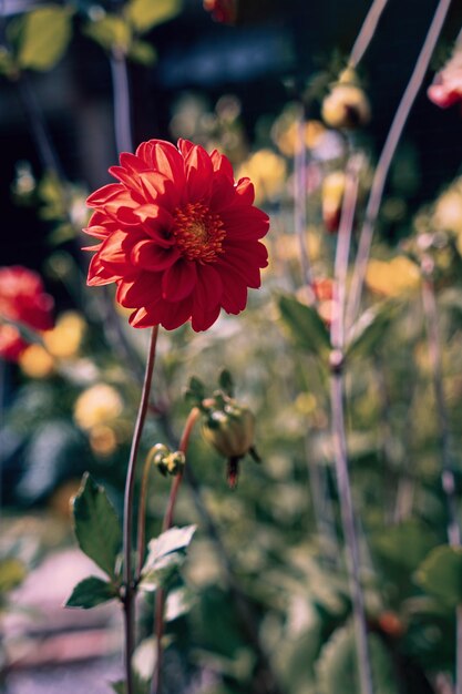 Flores en el jardín