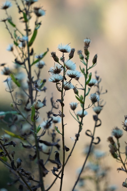 Las flores en el jardin