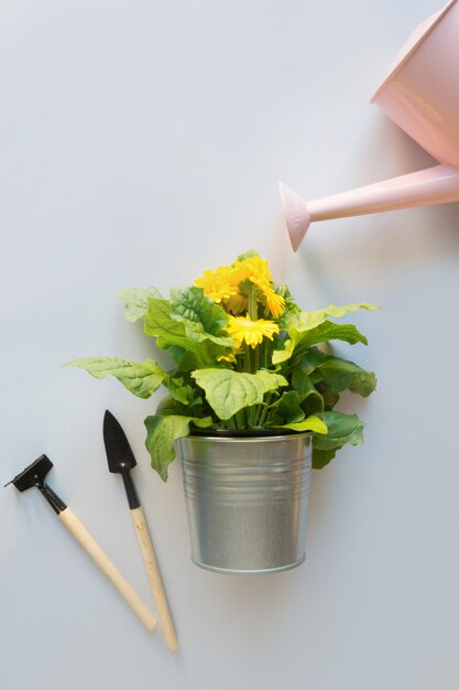 Flores de jardinería en maceta y regadera en gris.