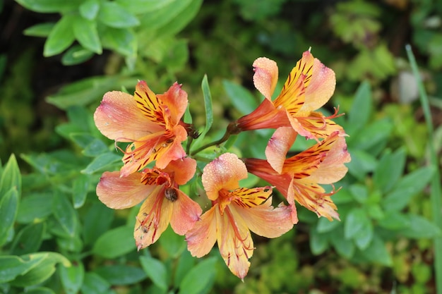 Flores en jardines botánicos