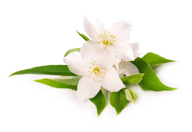 Flores de jazmín aisladas en blanco