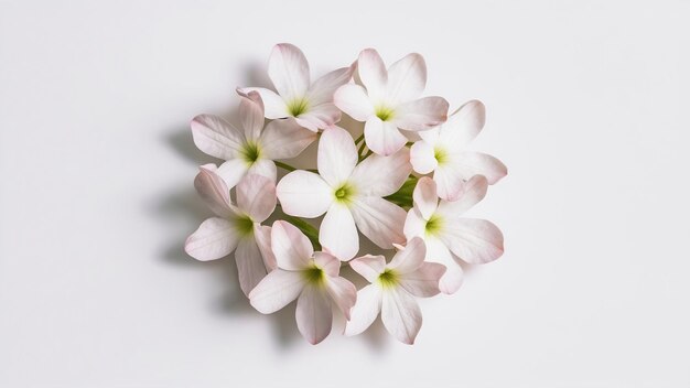 Flores de jazmín aisladas en blanco