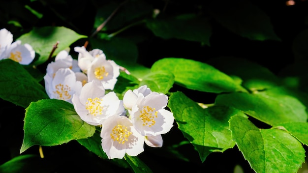 Flores de jazmín blancas y delicadas sobre un fondo de follaje verde oscuro