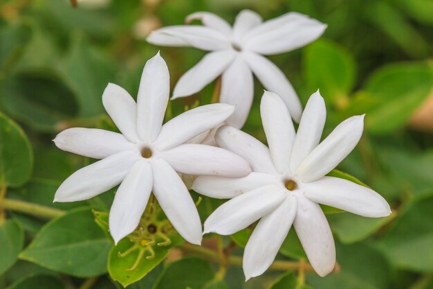 Foto flores de jazmín blancas en jardín