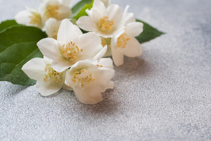 Flores de jazmín blancas sobre superficie de hormigón gris.