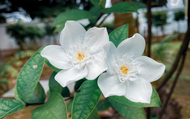 Las flores de jazmín blanco de cinco pétalos están floreciendo color blancopequeños cinco pétalos con polen amarillo