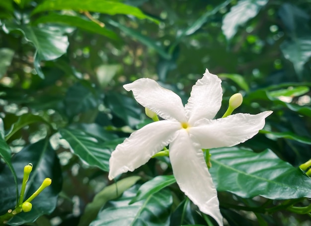 Foto las flores de jazmín blanco de cinco pétalos están floreciendo color blancopequeños cinco pétalos con polen amarillo