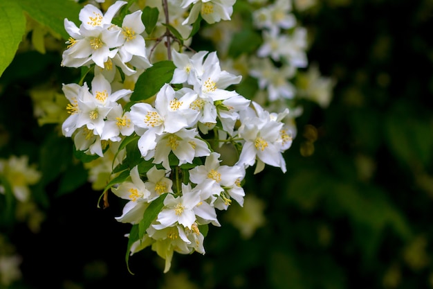 Flores de jazmín blanco sobre un oscuro fondo borroso_