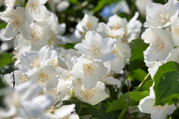 Flores de jazmín blanco en la temporada de verano en el verano.