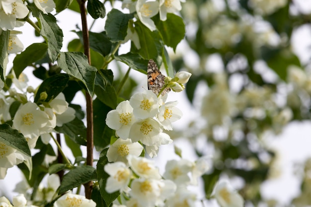 Flores de jazmín blanco