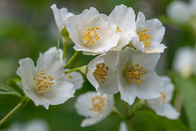 Flores de jazmín de cerca