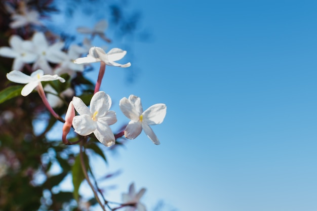 Foto flores de jazmín en flor contra un cielo azul.