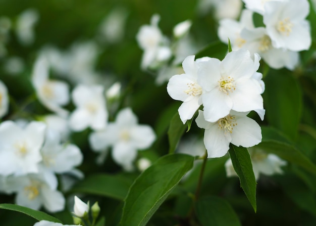 Flores de jazmín florecientes y fragantes. Arbusto de jazmín floreciente 4