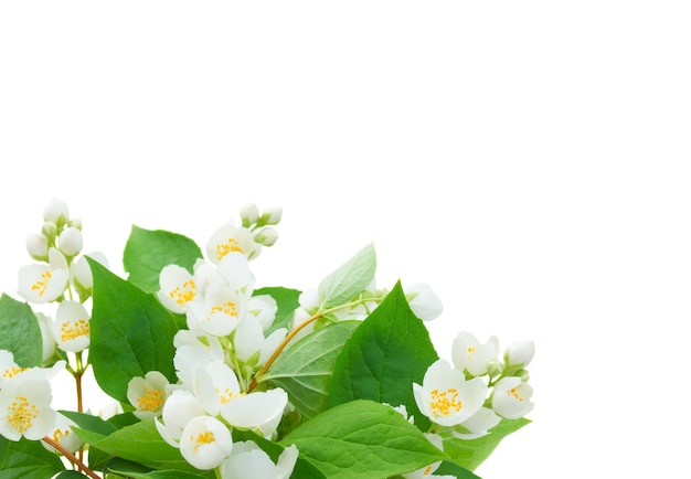 Flores de jazmín y hojas aisladas en blanco