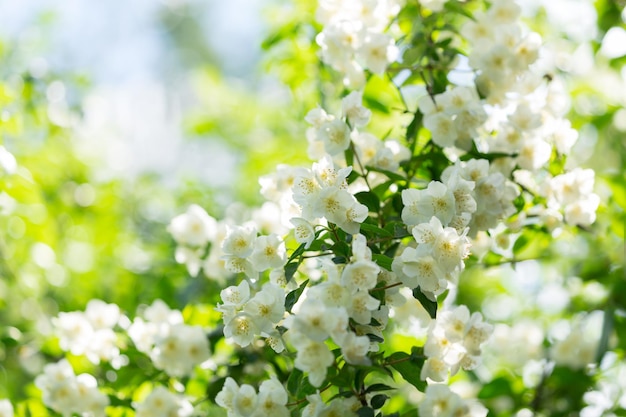 Flores de jazmín en un jardín sobre un fondo verde