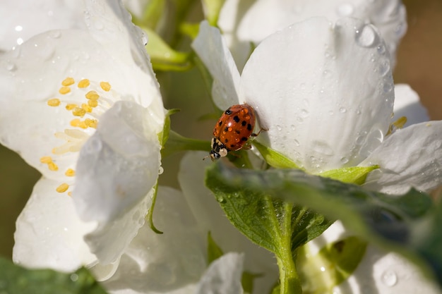 flores de jazmín en primavera