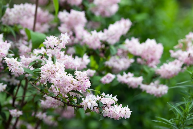 Flores de jazmín rosa en el jardín.