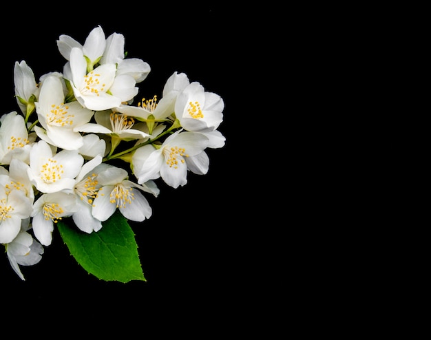 Flores de jazmín sobre un negro.