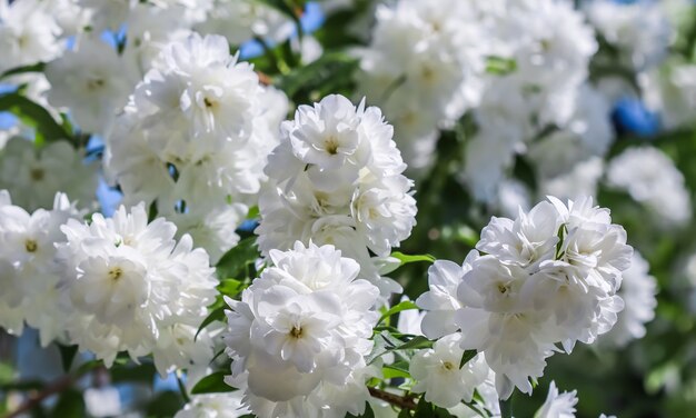 Flores de jazmín de terry blanco en el jardín