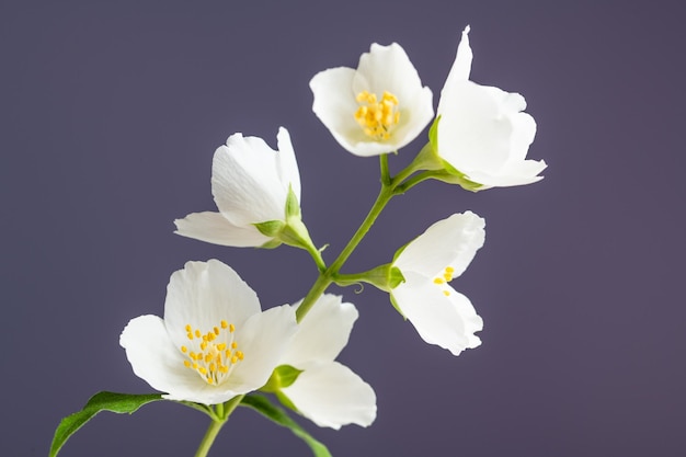 flores de jazmín