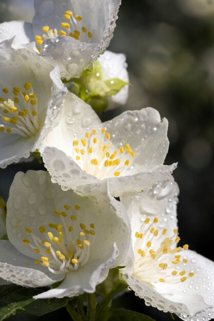 flores de jazmín