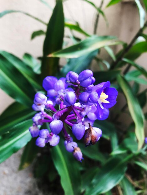 Foto las flores de jengibre azul dichorisandra thyrsiflora