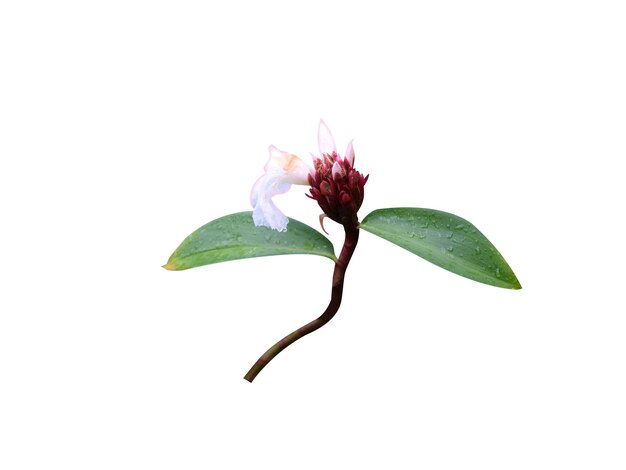 Flores de jengibre de Cheilocostus speciosus o Crepe sobre un fondo blanco