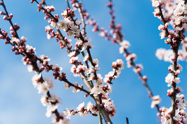 Flores jóvenes de primavera Hermosa imagen floral de la naturaleza primaveral