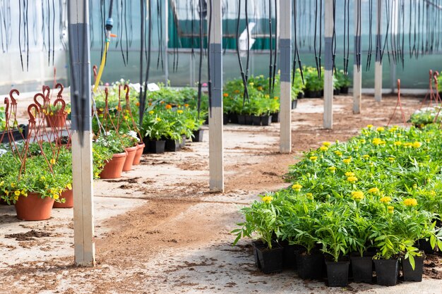 Flores jovens em vasos crescendo em estufa